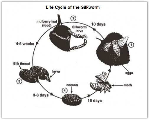 ielts writing task 1 cyclical process